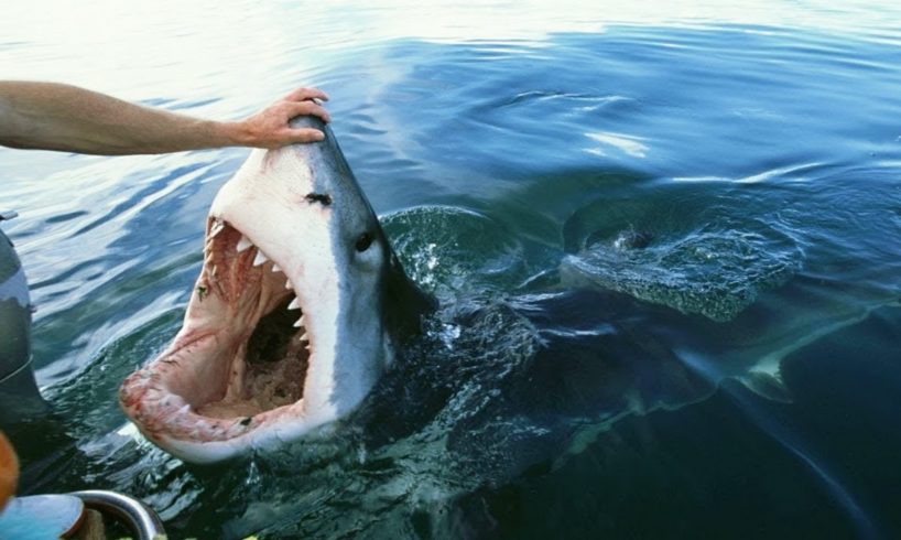 30 Scariest Shark Encounters Ever Caught On Camera