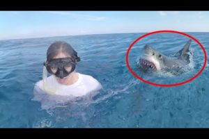 30 Scariest Shark Encounters Ever Caught On Camera (Part 2)