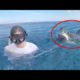 30 Scariest Shark Encounters Ever Caught On Camera (Part 2)