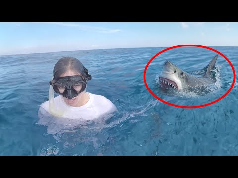 30 Scariest Shark Encounters Ever Caught On Camera (Part 2)