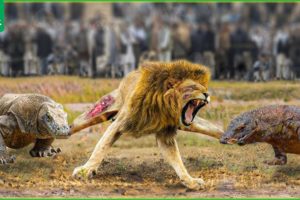 30 Times Stupid Lion Received Bitter End For Daring To Provoke Komodo Dragon | Komodo Dragon vs Lion