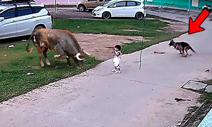 35 Hero Animals That Saved Human Lives !