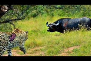 35 Moments When Buffalos Kill Leopards With Sharp Horns, What Will Happen Next? | Animal Fight