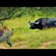 35 Moments When Buffalos Kill Leopards With Sharp Horns, What Will Happen Next? | Animal Fight