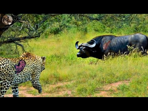 35 Moments When Buffalos Kill Leopards With Sharp Horns, What Will Happen Next? | Animal Fight
