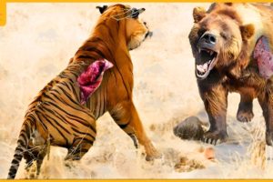 35 Moments When The Animal Messes With The Big Opponent | Animal Fight