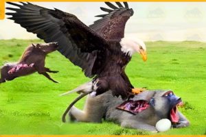 35 Uncompromising Moments Of Monkey Facing Eagle | Animal Fight