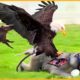 35 Uncompromising Moments Of Monkey Facing Eagle | Animal Fight