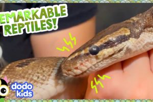 38 Minutes Of Scaly, Silly, Slithering Reptiles! | Dodo Kids
