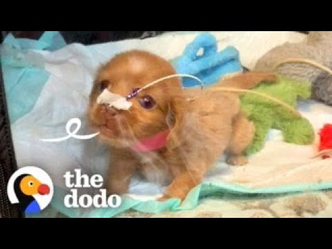 'Bubble Puppy' Decides She's Ready To See The World | The Dodo