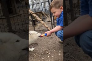 4-Year-Old Bonds With His Rescue Fox Over Popsicles l The Dodo