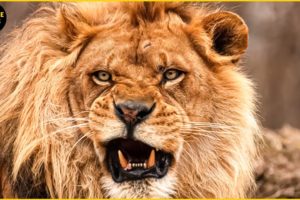 45 Horrifying Moments Strongest Lion Fight For Territory