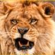 45 Horrifying Moments Strongest Lion Fight For Territory