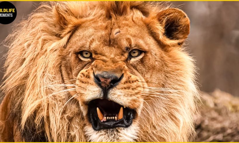 45 Horrifying Moments Strongest Lion Fight For Territory