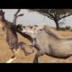 45 Moments Big Cats Fight To The Death And What Happened Next _ _ Animal Fig_Full