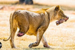 45 Times Injured Big Cats Continuously Live In Pain | Animal Fight
