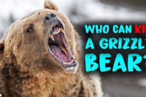 6 Animals That Could Defeat A Grizzly Bear