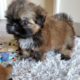 7 weeks Update || Cute Shih Tzu Puppies
