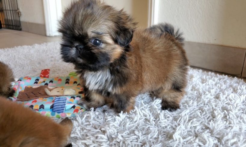 7 weeks Update || Cute Shih Tzu Puppies