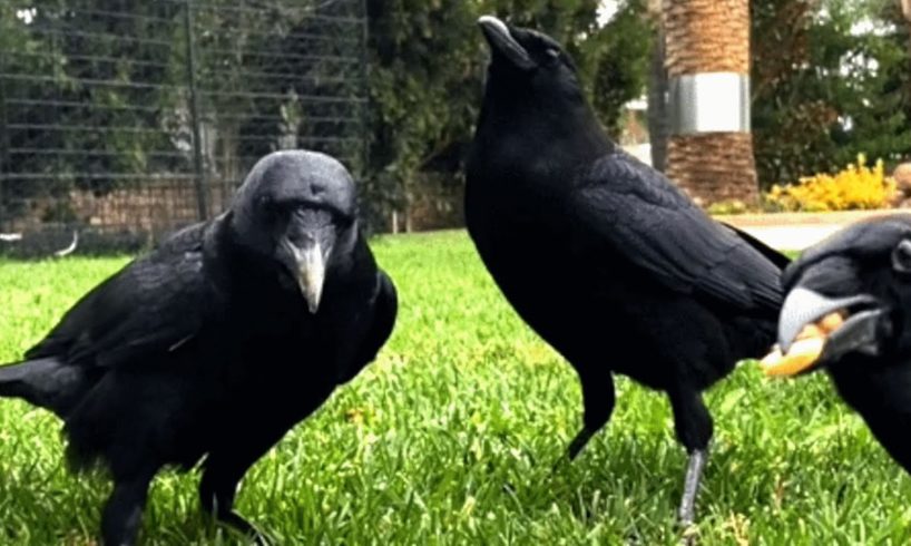 A family of crow teamed up with human to save their baby