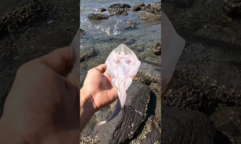 A happy ending - Watch the inspiring rescue of these stingray fish 🥺 #shorts