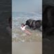 AMAZING Dog Rescues Little Girl From Ocean!