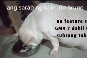 ASONG MATABA ANG SARAP TINGNAN NA KUMAIN AT #dog #obesity dog