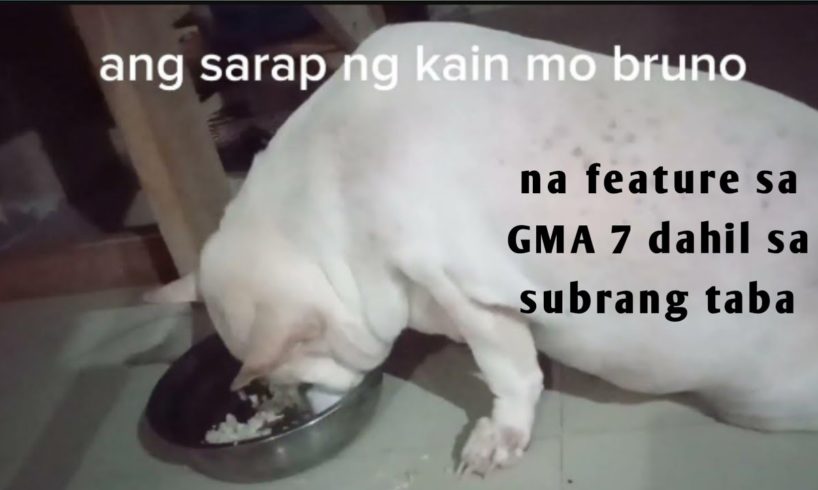 ASONG MATABA ANG SARAP TINGNAN NA KUMAIN AT #dog #obesity dog