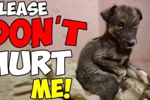 Abandoned Puppy Was Scared to Death and Barely Surviving Until This Happened