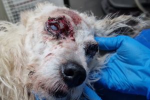 Abandoned dog, blind,  injured and elderly. Fainted by the side of the road.