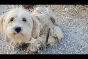 Abandoned small size dog in terrible condition was found in a busy road.