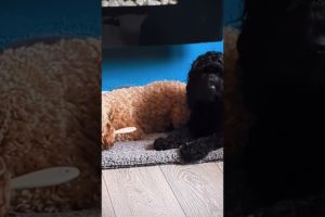 Adorable Cockapoo Bella's Playtime with Hairbrush! 🐶💖🎉 | Cutest Puppy Fun 🐾😍 | Cockapoo Life 🐕🎥
