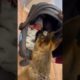 Adorable Dog Meets Family's New Baby!
