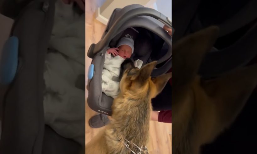 Adorable Dog Meets Family's New Baby!