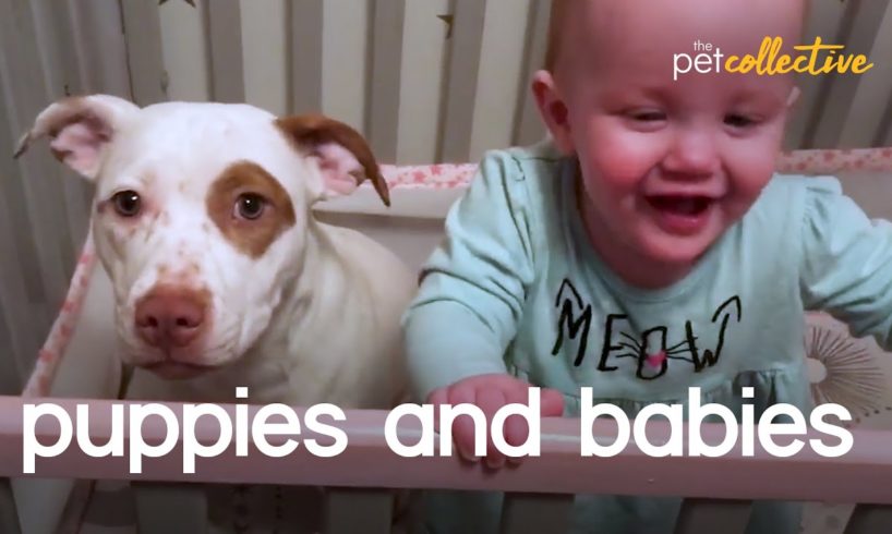 Adorable Puppies & Babies