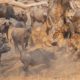 Amazing Buffalos  Battle Lions - Wild Animal Fight