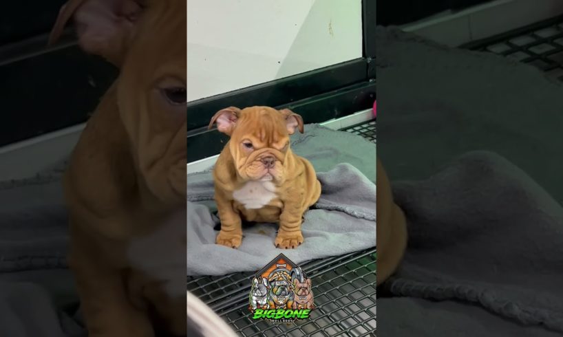 Angriest cutest little micro bulldog you'll ever see!! 😍😍💚💚 #shortsdog #dog #bulldogpuppy