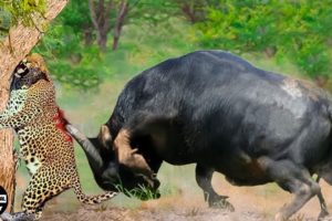 Angry Mother Buffalo Attacks Leopard Madly To Save Poor Baby Buffalo | Animal Fight