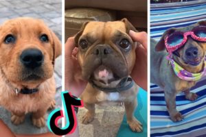 Awesome Dogs of TikTok ~ Cutest & Funniest Puppies on TIK TOK ~ 2020