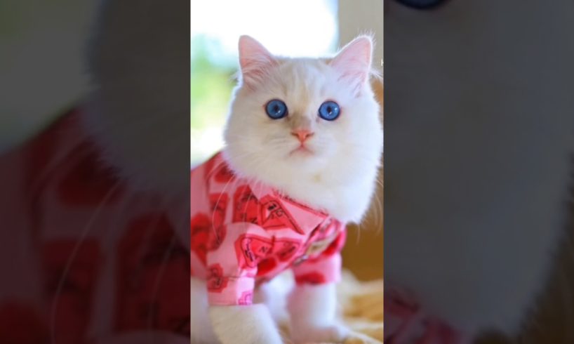 Aww🥰❤ #Shorts #Short #Shortfeed #Cat #Kitte #Cute #puppies #cat #kitty