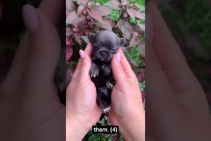 Aww-inspiring Cuteness: Adorable Baby Animals 🐻