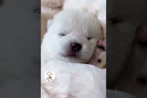 Awwww, Look At These Adorable Puppy Babies Cutest Puppy Shorts Videos 🐶😍😘 - EPS745