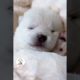 Awwww, Look At These Adorable Puppy Babies Cutest Puppy Shorts Videos 🐶😍😘 - EPS745