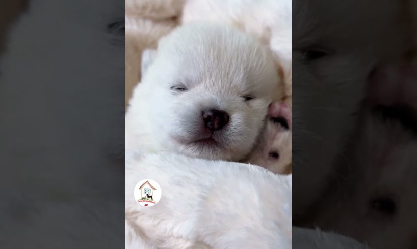 Awwww, Look At These Adorable Puppy Babies Cutest Puppy Shorts Videos 🐶😍😘 - EPS745