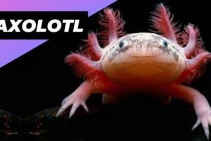 Axolotl 🦄 One Of The Cutest And Most Exotic Animals In The World #shorts