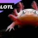 Axolotl 🦄 One Of The Cutest And Most Exotic Animals In The World #shorts