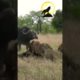 BUFFALO VS LION / WILD ANIMALS FIGHT #shorts #animals #lion