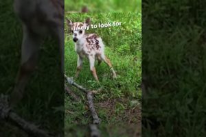Baby Deer Asks To Be Rescued and Find Mom