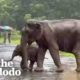 Baby Elephant Separated From His Mom Cries For Help | The Dodo