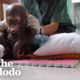 Baby Orangutan Rescued 8 Years Ago Is Finally Ready For Release | The Dodo